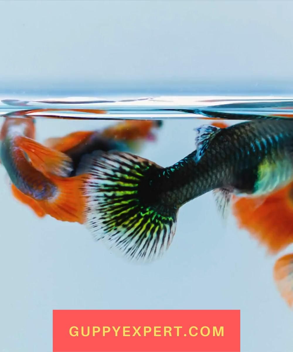 50 Different Types Of Guppies With Pictures