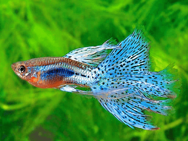 Different Types Of Guppies With Pictures Including Fancy Usual