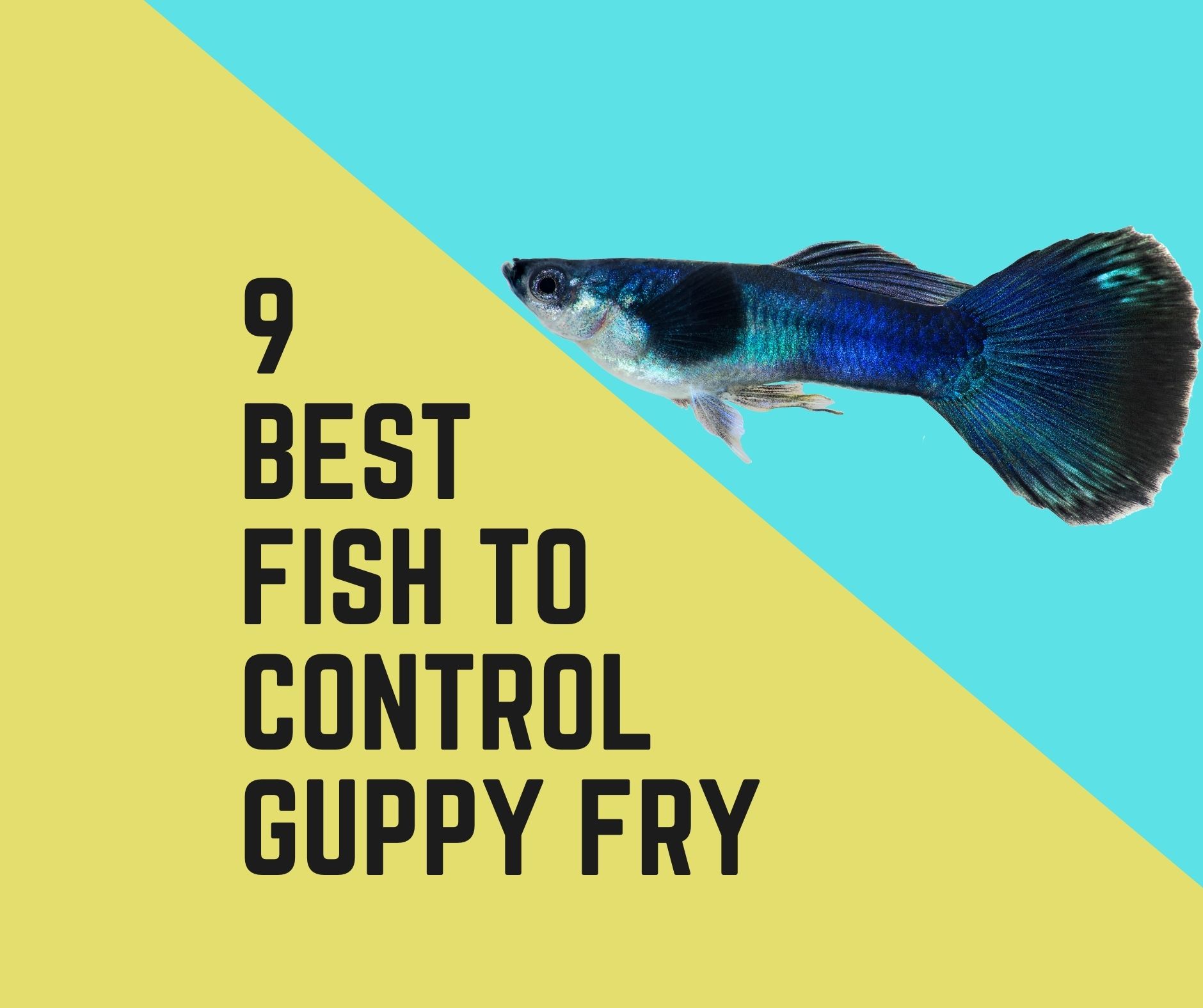 Guppy Fish Care Facts Poecilia Reticulata